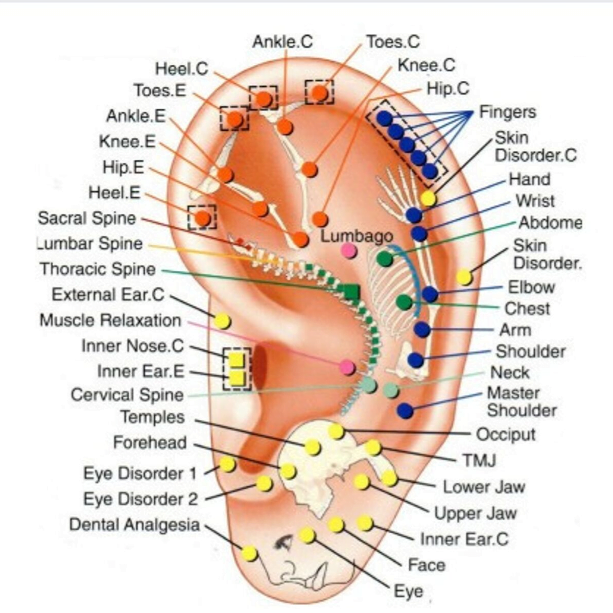 FastTrack Ear Acupuncture (Level 3) Total Therapy Training